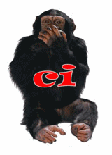 bungtigor