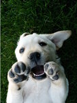 ClovisJr
