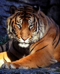 LoveTigerspiriT