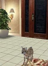 Guest_kittyglamorous