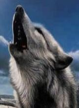 WolfBoiii