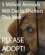 Guest_StopAnimalCruelty