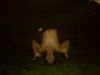 Headstand!! yay - 