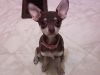 my dog buttercup - 