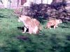lion cubs at zoo - 