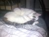 my cat mack - 