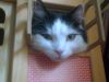 mabel in  sistersdoll house - 