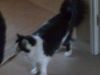 my cat mabel - 