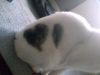macks heart spot - 