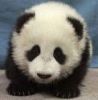 aww i love this panda - 