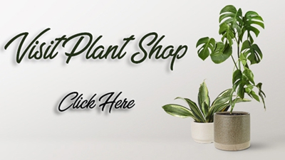 Banner Plant