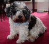 my dog - 