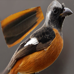 Bird Texture