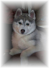 silver00fox