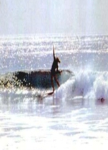 surferDP