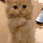 Guest_lMiily