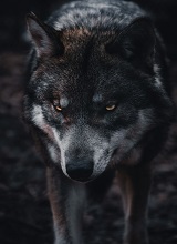 MasterAmericanWolf