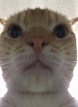 Guest_Lawdl
