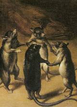rat