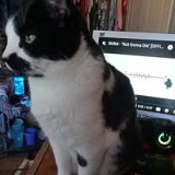 AngelCatLady