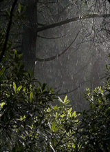 Guest_IvoDarkHollow