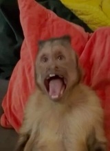 Deiw