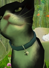 sasa