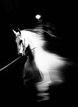Guest_aequorka