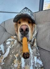 Dillas