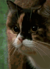 Realises