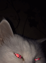 aud