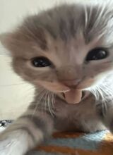 Flappx3