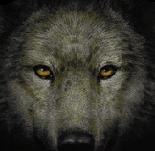 redwolf2386