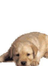 Canvas: pupy