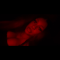 lexx82