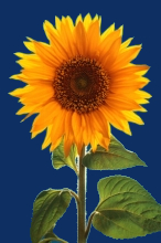 SullySunflower