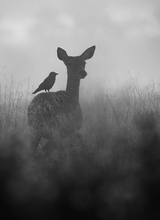 xFawns