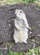 صورة الـavatar