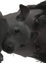 noc