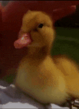ChickyDucky