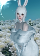 Lleucu