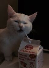 MILCHTUTE