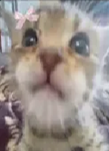 mihi