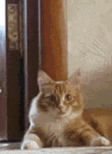 CuteAnCuddly