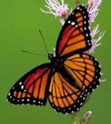 Butterfly2023