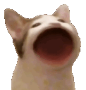 vrxx