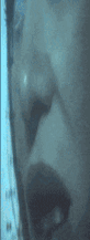 ocuIar