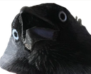 DaddyCrow