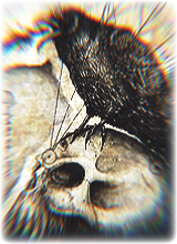 immagine avatar