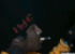 Guest_WillTYH